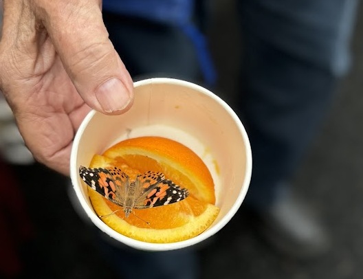 butterfly6